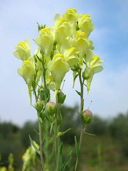 Linaria vulgaris / Linajola comune